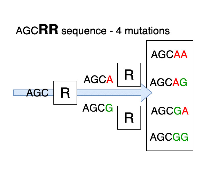 AGCRR sequence