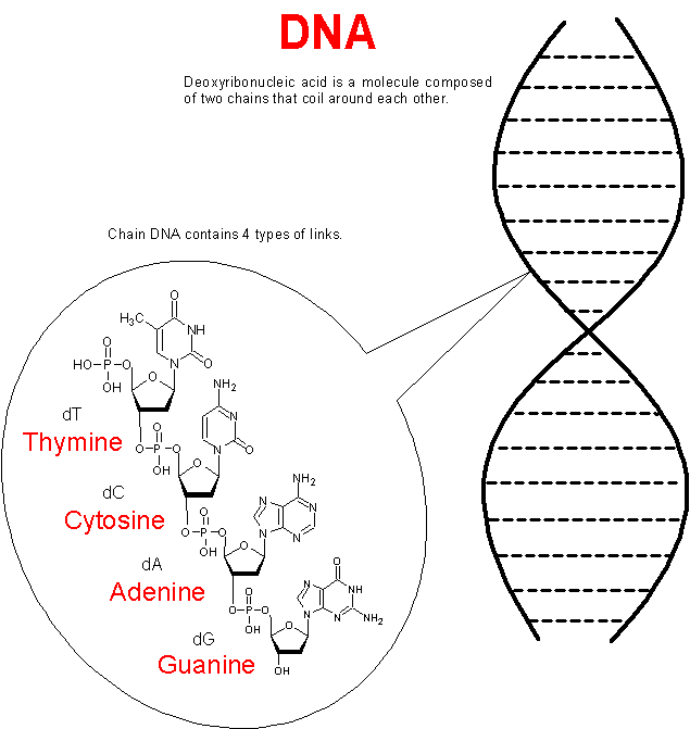 DNA components