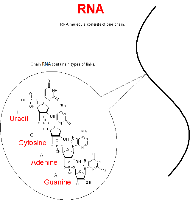 RNA components